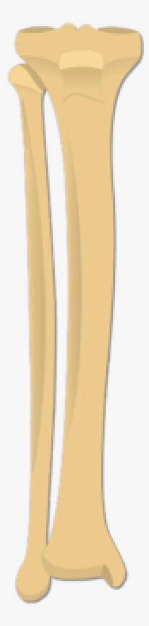 Tibia And Fibula Bones Png - Column