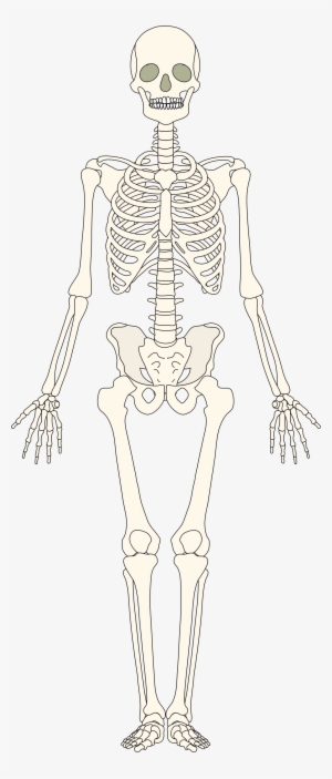 Human Bones Png - Human