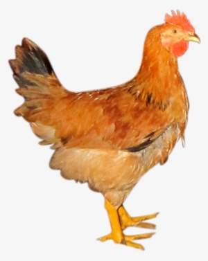 Con Gà Công Nghiệp