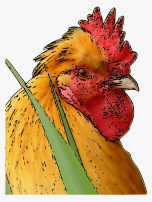 Rooster Poultry Fowl Silkie Leghorn Chicken - Chicken