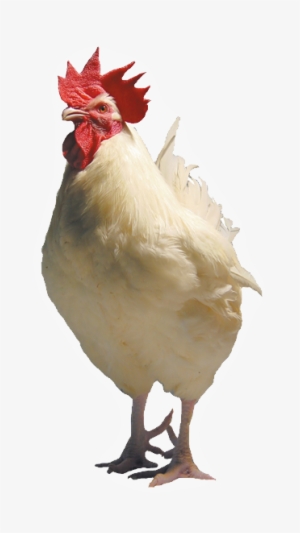 Sasso Breeding Pictures & Videos - White Chicken Transparent