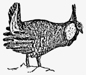 Rooster Greater Prairie Chicken Bird Drawing - Greater Prairie Chicken