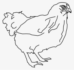 Leghorn Chicken Drawing Rooster Line Art Coloring Book - Hen Black And White Clipart
