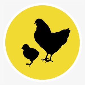 Broiler Equipment - Chicken As Food
