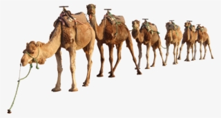 Camel Png Clipart - Camel Png