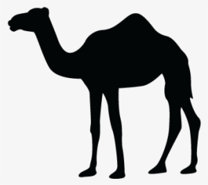Camelvector - Camel Silhouette Free Vector