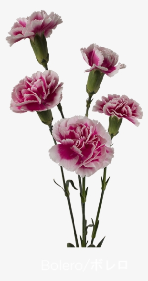 Colibri Flowers Minicarnation Bolero, Grower Of Carnations, - Carnation