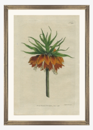 Framed Fine Art Antique Botanical Hand Colored Engraving - Giclee Painting: Curtis' Crown Imperial, 61x46in.