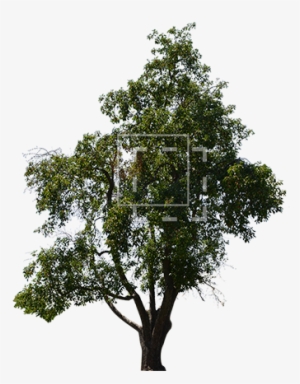 Mango Tree - Oak