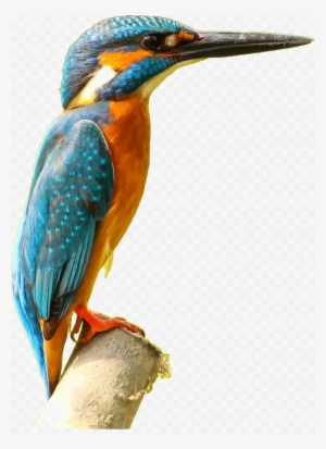 Kingfisher Bird Png Picture - Kingfisher Clipart