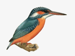 Kingfisher Png Image - Kingfisher Png