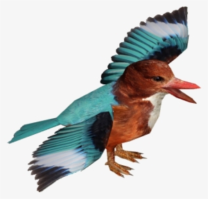 White-throated Kingfisher Adult3 - Duck