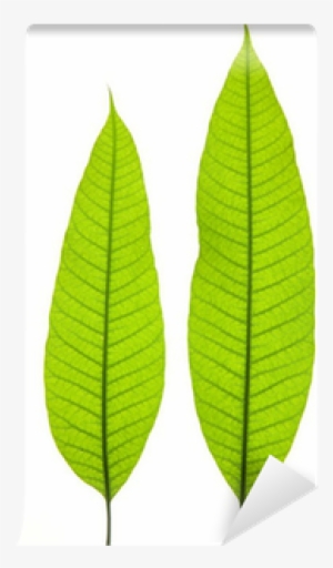 Two Young Mango Leaves Isolated On The White Background - Fern