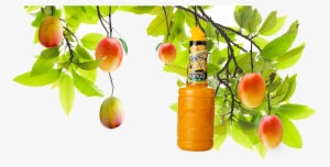 A Mango Tree With A Mixed Drinks Mango Mixer Hanging - Master Of Mixes Mango Daiquiri/margarita Mixer