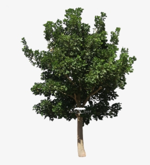 Erythrina Caffra - Prunus Africana Tree
