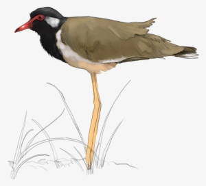 Red-wattled Lapwing - Killdeer