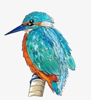 Kingfisher Png Transparent Picture - Kingfisher