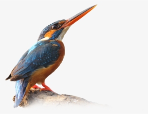 0 Comments - Kingfisher Bird Low Poly