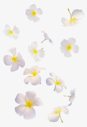 Flowers Falling Png - Falling White Flowers Png