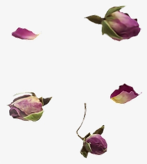 Roses Rose Flower Flowers Falling Розы Роза Цветок - Petal