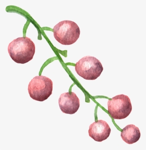 Fruit Pink Transparent Decorative Material - Watercolor Painting