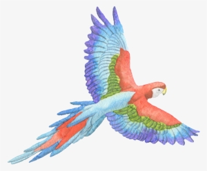 Tricolor Parrot Watercolor Transparent Decorative Pattern - Perroquet Fond Transparent