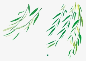 Flying Willow Transparent - 柳 枝