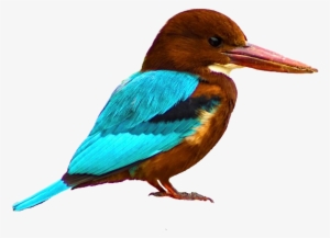 External Links - Kingfisher Bird Png