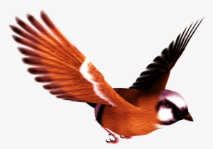 Flying Bird Transparent - Rephorm - Ballcony Birdball Bird Feeder, White