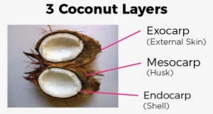 Coconutlayers - Coconuts Drupe