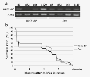 Expression Profiles Of Hl4e Bp In Ticks After Dsrna - Gene Silencing