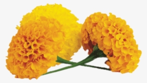 Marigold Transparent Png - Marigold Png