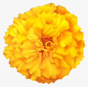 Marigold Flower Png