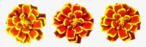 Marigold Flower Tube By Wdwparksgal - Portable Network Graphics
