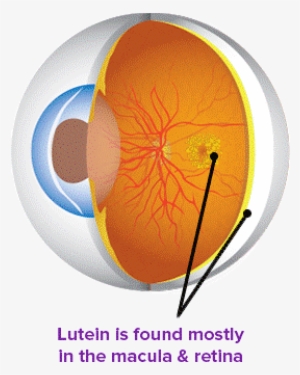 lutein eye health - macula and lutein