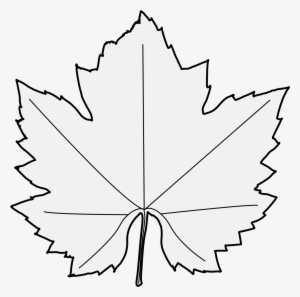 Details, Png - Maple Leaf