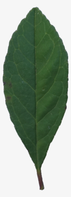 Simple - Plant Pathology