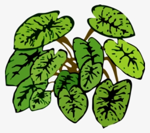 Leaf Plants Plant Stem How To Grow Herbs Botany - Clip Art