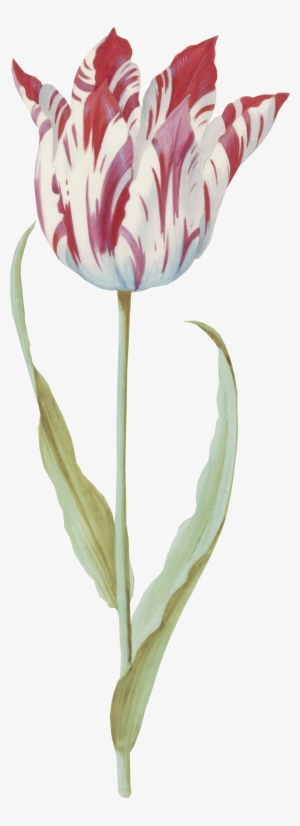 Artcutout - Sprenger's Tulip
