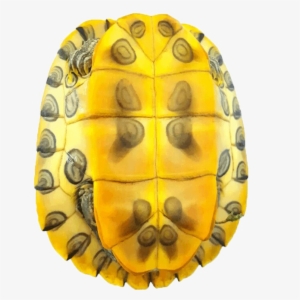 Turtle Shell Png Image Background - Tartaruga Do Casco Amarelo