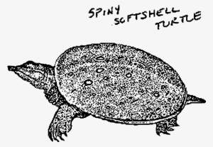 This Free Icons Png Design Of Spiny Softshell Turtle