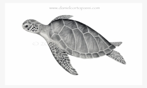 Green Sea Turtle - Sea Turtle Print