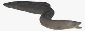 Eel - Litopenaeus Setiferus