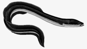 eel clip art - black mamba snake in png