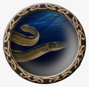 Eel