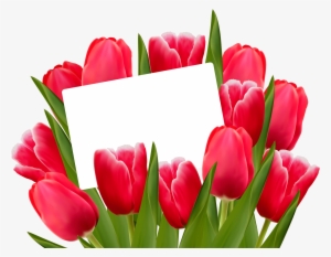 Tulip Flower Png Images Free Gallery - Sehar Name
