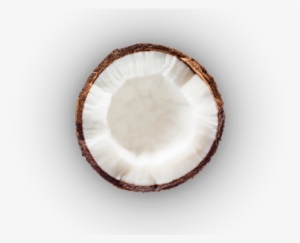 Coconut - Circle