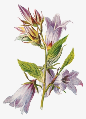 Bellflower Png Transparent Images - Bell Flower Antiques