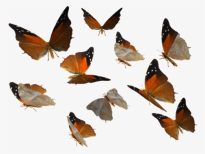 Butterfly Png For Editing