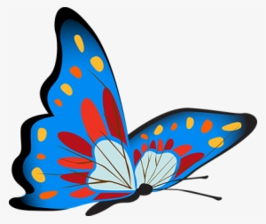 Butterfly, Colorful, Blue, Insect - Gambar Kupu Kupu Warna Biru